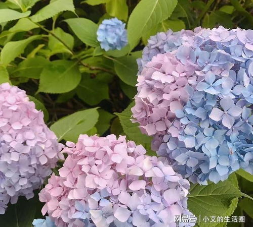  蓝色绣球花的花语，无尽的思念与浪漫的承诺，蓝色绣球花的花语，浪漫的承诺与无尽的思念--第1张