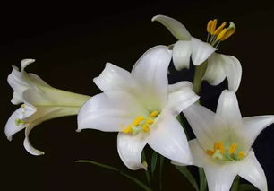  白色百合花适合送什么人，白色百合花适合送给喜欢花的人、长辈、领导以及表达感激之情的亲朋好友。--第1张