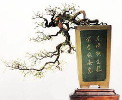  桧柏盆景图片，精致的艺术与生活的点缀--第1张