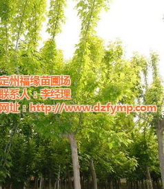  金叶复叶槭价格，市场行情与影响因素分析--第1张
