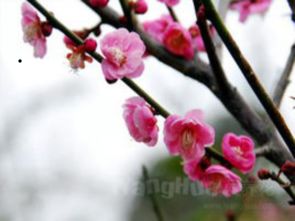  梅花的美丽与坚韧——赞美其优美句子与段落，梅花的美丽与坚韧——赞美其坚韧不拔的优美句子与段落--第1张