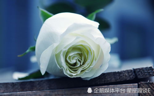  白玫瑰，送几朵才恰到好处？--第1张