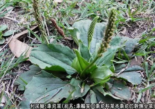  车前草的功效与作用--第1张