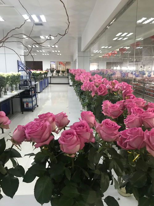  附近哪有鲜花批发市场，附近哪有鲜花批发市场，XX鲜花批发市场，提供各种鲜花批发服务。--第1张