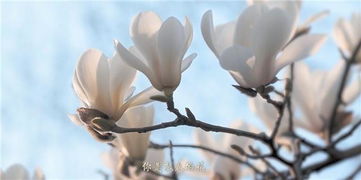  玉兰花唯美图片——绽放的春天，如诗如画--第1张