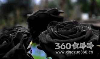  黑暗之花，花语中的暗涌与深沉--第1张