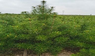  苗木销售平台哪个最好，如何选择最好的苗木销售平台--第1张