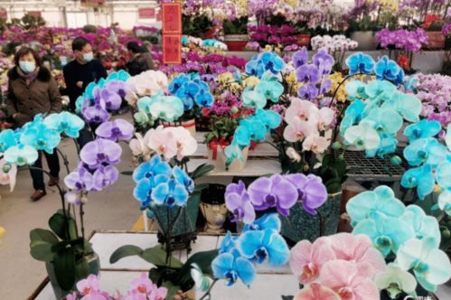  武汉鲜花批发市场，鲜花的海洋，生活的色彩--第1张