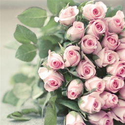  16朵玫瑰，爱的独特花语，16朵玫瑰，独特花语诠释爱的独特意义--第1张