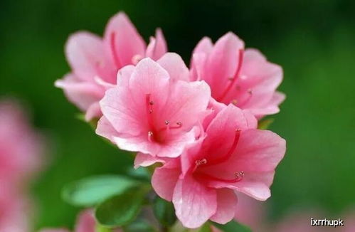  十全十美十大名花，十全十美十大名花，牡丹、兰花、梅花、菊花、荷花、桂花、杜鹃花、茶花、月季花、水仙花--第1张