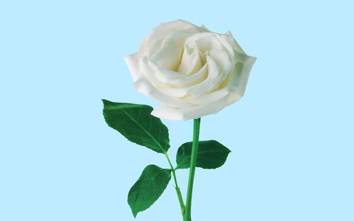  白玫瑰的花语是什么意思，白玫瑰的花语是，纯洁、尊敬。不同颜色的玫瑰花语含义不同，白玫瑰的花色纯白，给人一种纯洁无暇的感觉，可以将白玫瑰送给自己的朋友、爱人，表达对对方的纯洁爱恋和尊敬。--第1张