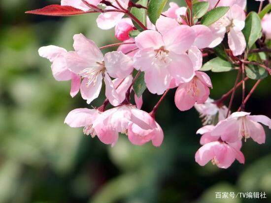 海棠花开花时间，海棠花开的时间，春季--第1张