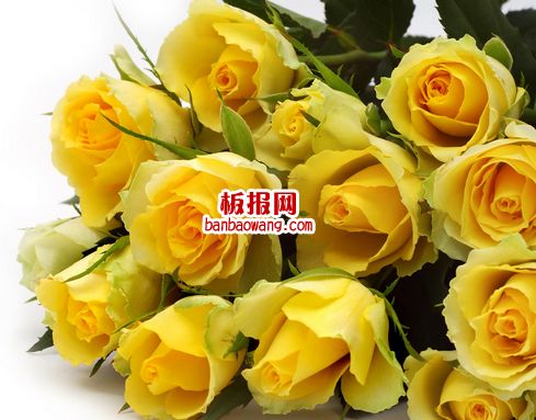  父亲节以送什么花为主--第1张