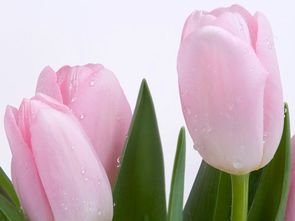  ，郁金香花语生日--第1张