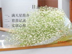  满天星，色彩缤纷的花语世界，色彩缤纷的花语世界的花语文化探索--第1张