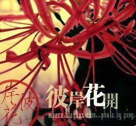  彼岸花的爱情寓意--第1张