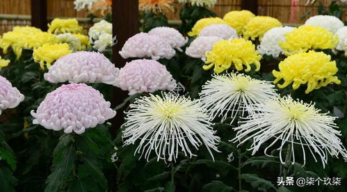  日本官方承认的国花，樱花与菊花--第1张