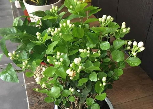  紫茉莉花图片，美丽与力量的完美结合，紫茉莉花之美与力量的完美结合图片--第1张