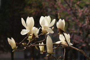  玉兰花代表什么象征意义--第1张