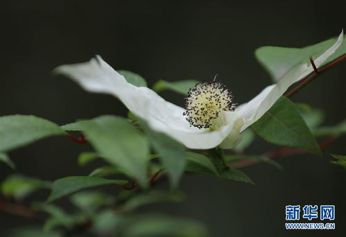  国家一级珍稀花——神秘而美丽的瑰宝，国家一级珍稀花——神秘而美丽的瑰宝，紫荆花--第1张