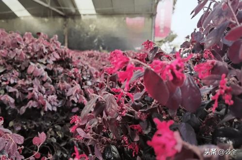  红花继木的风水作用--第1张