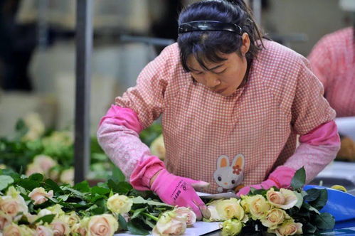  云南鲜花基地一手货源，探寻优质鲜花供应链的秘密，云南鲜花基地一手货源，揭秘优质鲜花供应链的秘密--第1张