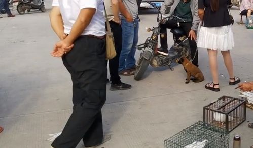  西安的市花——美丽的象征与历史背景--第1张