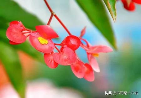  各种花的花语和象征意义--第1张