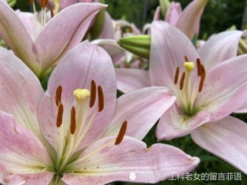  最美的百合花图片--第1张