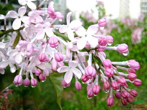  丁香花是死人花吗，丁香花不是死人花。--第1张