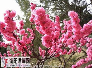  榆叶梅是乔木还是灌木--第1张