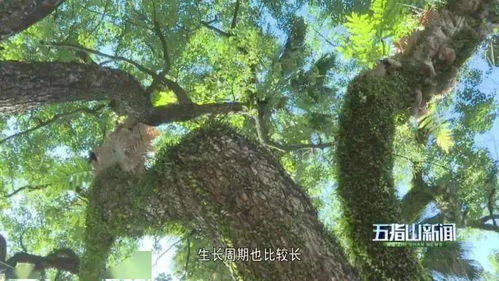  香樟——永恒的绿色记忆--第1张