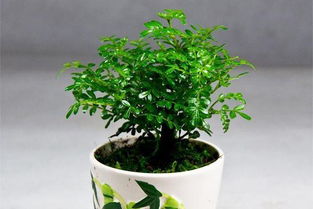  驱蚊清香木的养殖方法与注意事项，驱蚊清香木的养殖方法与注意事项，光照、温度、浇水、施肥和病虫害防治--第1张