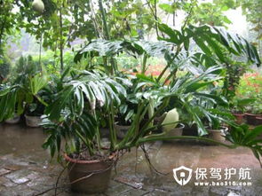  盆栽植物大全及名称，盆栽绿植大全，精选植物名称及养护技巧--第1张