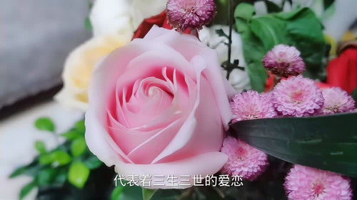  粉色玫瑰代表什么寓意和象征意义--第1张