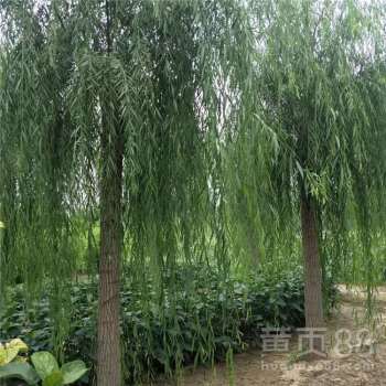  金带与柳树品种，品种介绍与价格趋势--第1张