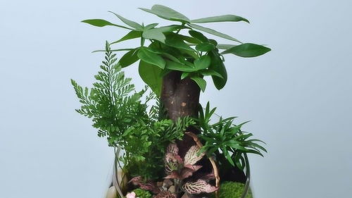  植物介绍大全，世界各地奇特植物大观--第1张