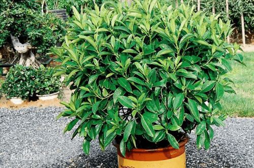  室内绿化植物品种大全--第1张