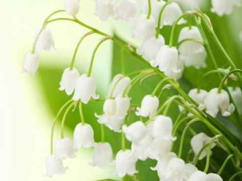  风铃花图片，美丽与温馨的完美结合，风铃花图片，美丽与温馨的视觉盛宴--第1张