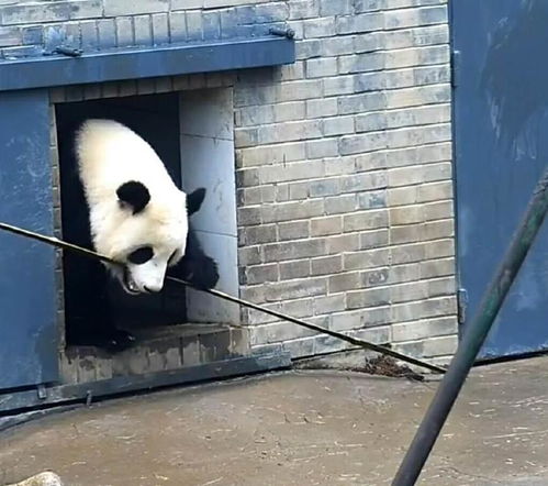  为何竹子不让进家--第1张