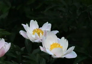  赞美芍药花的经典诗句，芍药花之美，犹如繁星点点，令人陶醉--第1张