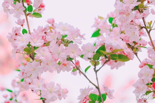  海棠花未眠——深夜的美丽与神秘，海棠花未眠之深夜的美丽与神秘--第1张