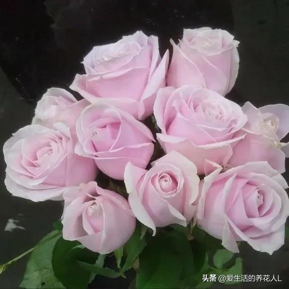  玫瑰花图片大全高清，浪漫与美丽的完美结合--第1张