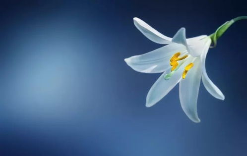  百合花，纯洁与美好的象征--第1张