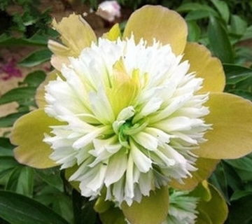  十大最漂亮的蓝色花，十大最漂亮的蓝色花包括，蓝目菊、蓝雪花、蓝盆花、蓝花鼠尾草、蓝珍珠绣球、紫罗兰、矢车菊、桔梗花、飞燕草和紫罗兰。--第1张
