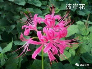  彼岸花的唯美句子--第1张