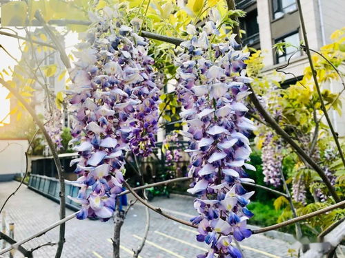  紫藤花可以吃吗，紫藤花可以食用吗--第1张