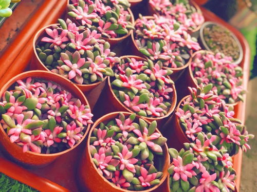  网上鲜花，鲜花的便捷新选择--第1张