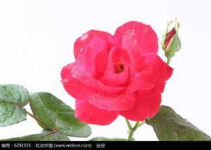  送1朵玫瑰花代表什么意思