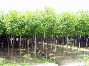  重阳木的药用价值，重阳木的药用价值，重阳木具有多种药用价值，如消炎止痛、祛风除湿等。--第1张